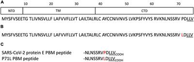 Interactions of Severe Acute Respiratory Syndrome Coronavirus 2 Protein E With Cell Junctions and Polarity PSD-95/Dlg/ZO-1-Containing Proteins